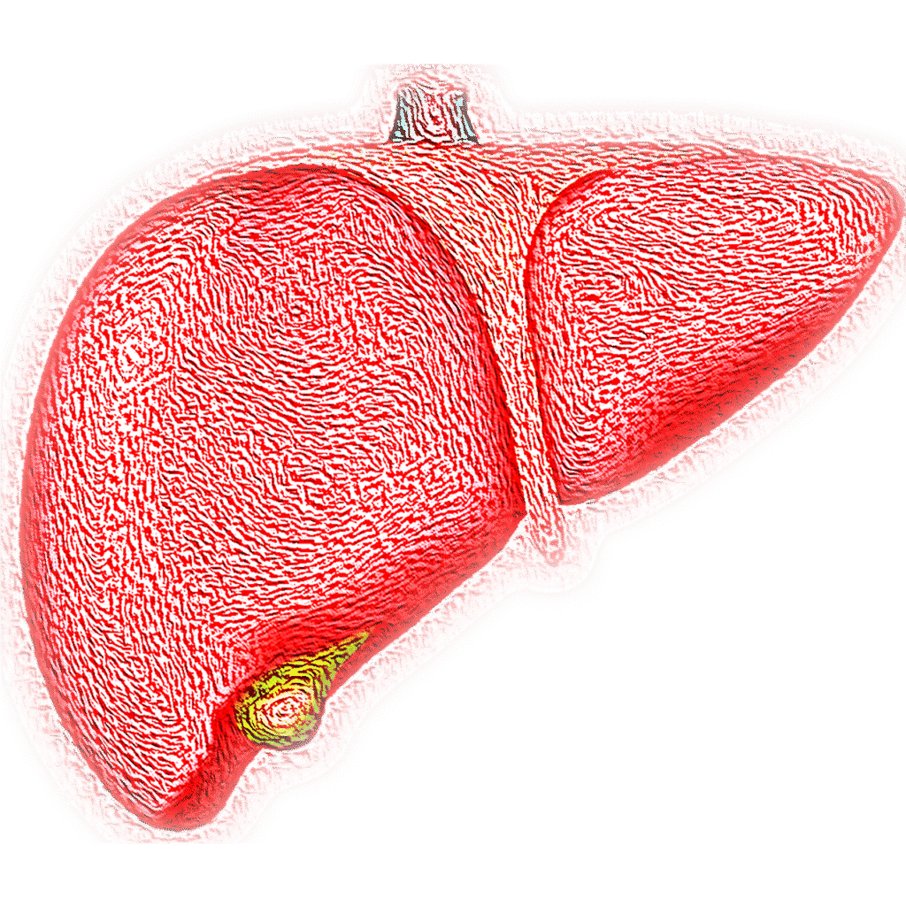 liver, hepatic, organ, jaundice, bile, fatty liver, liver, liver, liver, liver, liver-4081243.jpg